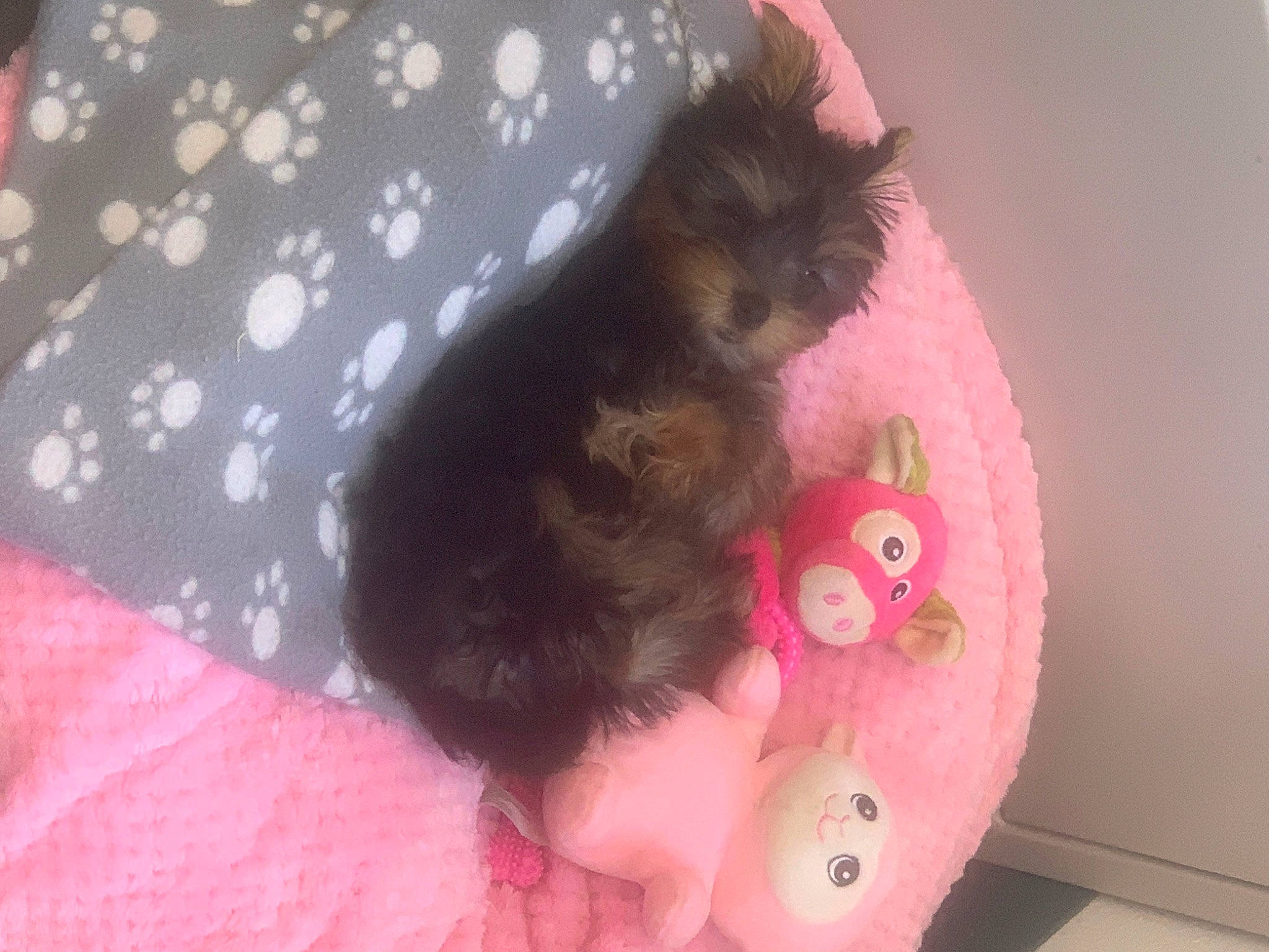 Mitzy is registered to the contest to win money with this photo: canidae, carnivore, companion_dog, dog, dog_breed, fawn, mammal, morkie, pink, puppy, small_terrier, terrier, toy_dog, yorkshire_terrier