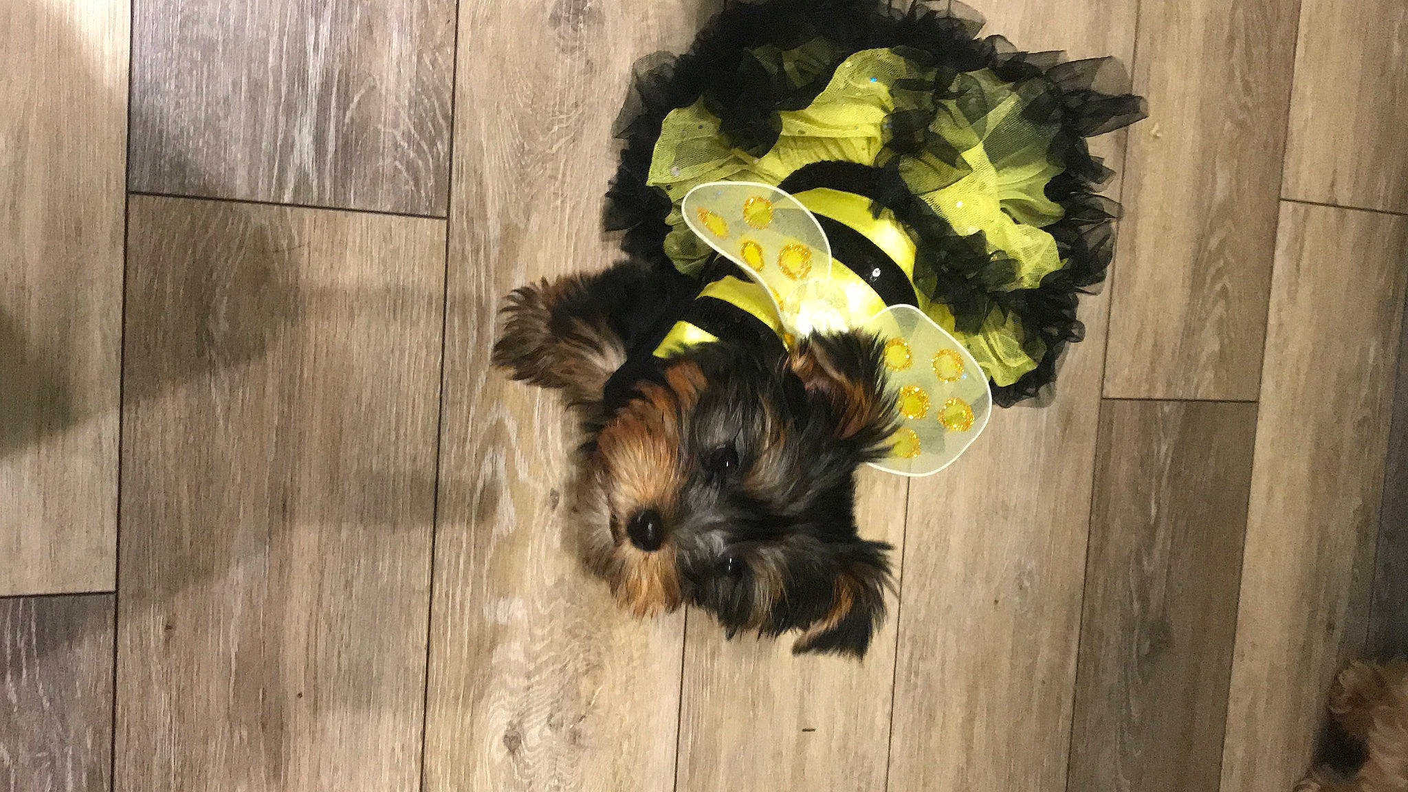 Mitzy joined the competition — help win amazing prizes! affenpinscher, canidae, carnivore, companion_dog, dog, dog_breed, morkie, puppy, shih_tzu, small_terrier, snout, sporting_group, terrier, toy_dog, yorkshire_terrier
