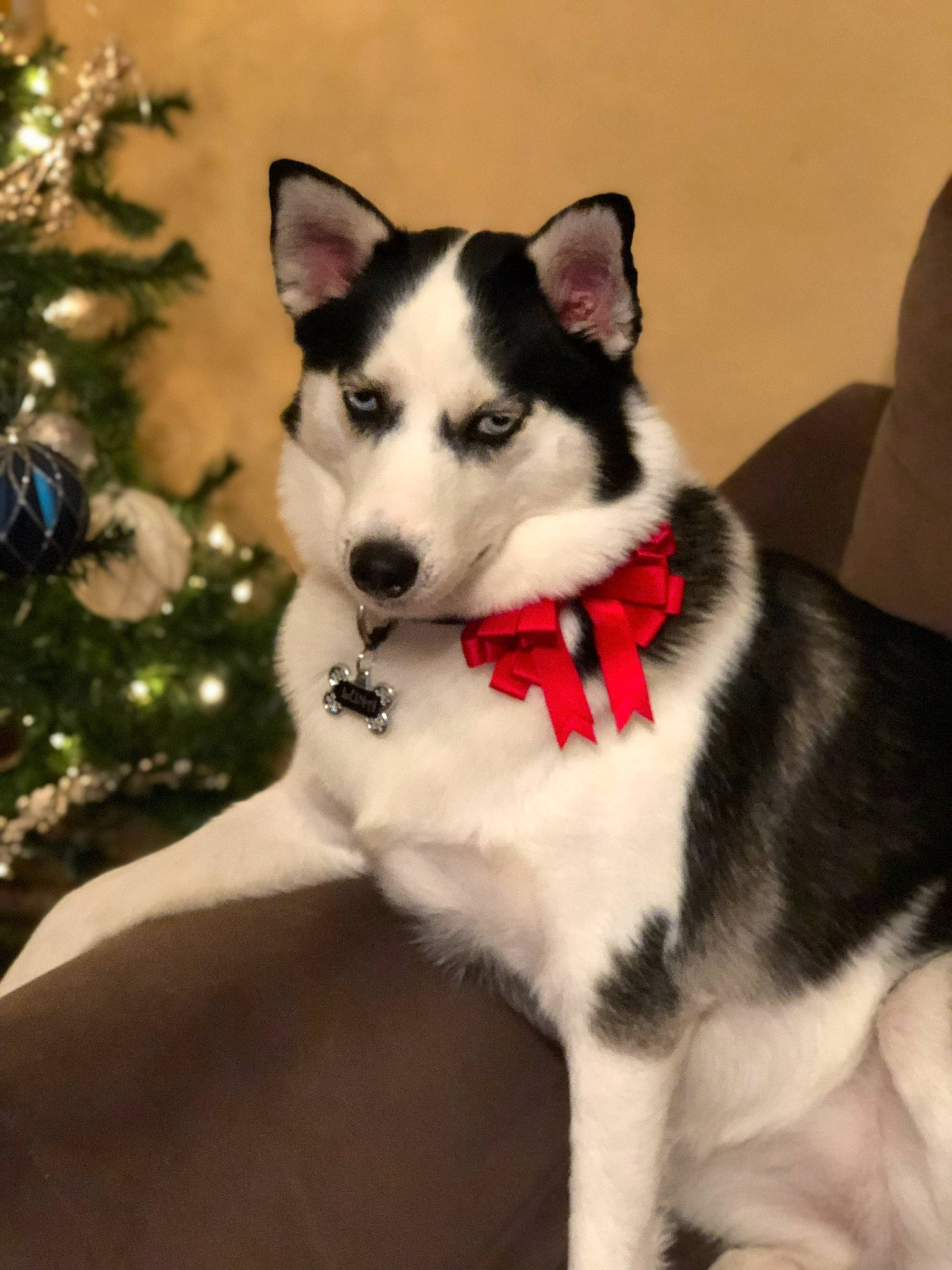 Luna Ann is registered to the contest to win money with this photo: alaskan_klee_kai, alaskan_malamute, canadian_eskimo_dog, canidae, carnivore, dog, dog_breed, mammal, miniature_siberian_husky, native_american_indian_dog, northern_inuit_dog, rare_breed_dog, sakhalin_husky, seppala_siberian_sleddog, siberian_husky, sled_dog, snout, tamaskan_dog, tree, vertebrate