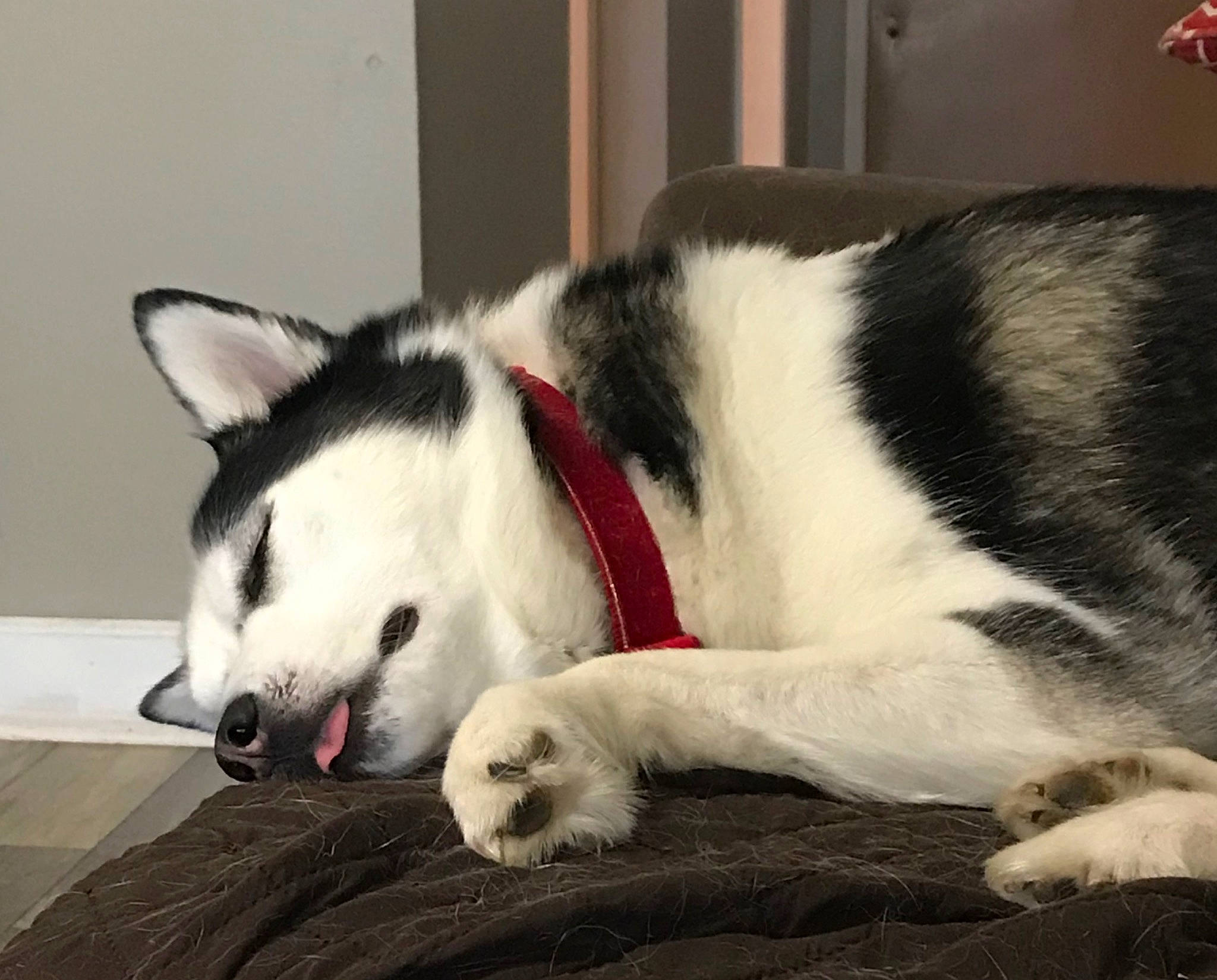 Luna Ann joined the competition — help win amazing prizes! alaskan_klee_kai, alaskan_malamute, canidae, carnivore, cat, dog, dog_breed, felidae, mammal, miniature_siberian_husky, sakhalin_husky, seppala_siberian_sleddog, siberian_husky, sled_dog, small_to_medium_sized_cats, snout, tail, vertebrate, whiskers, wolfdog
