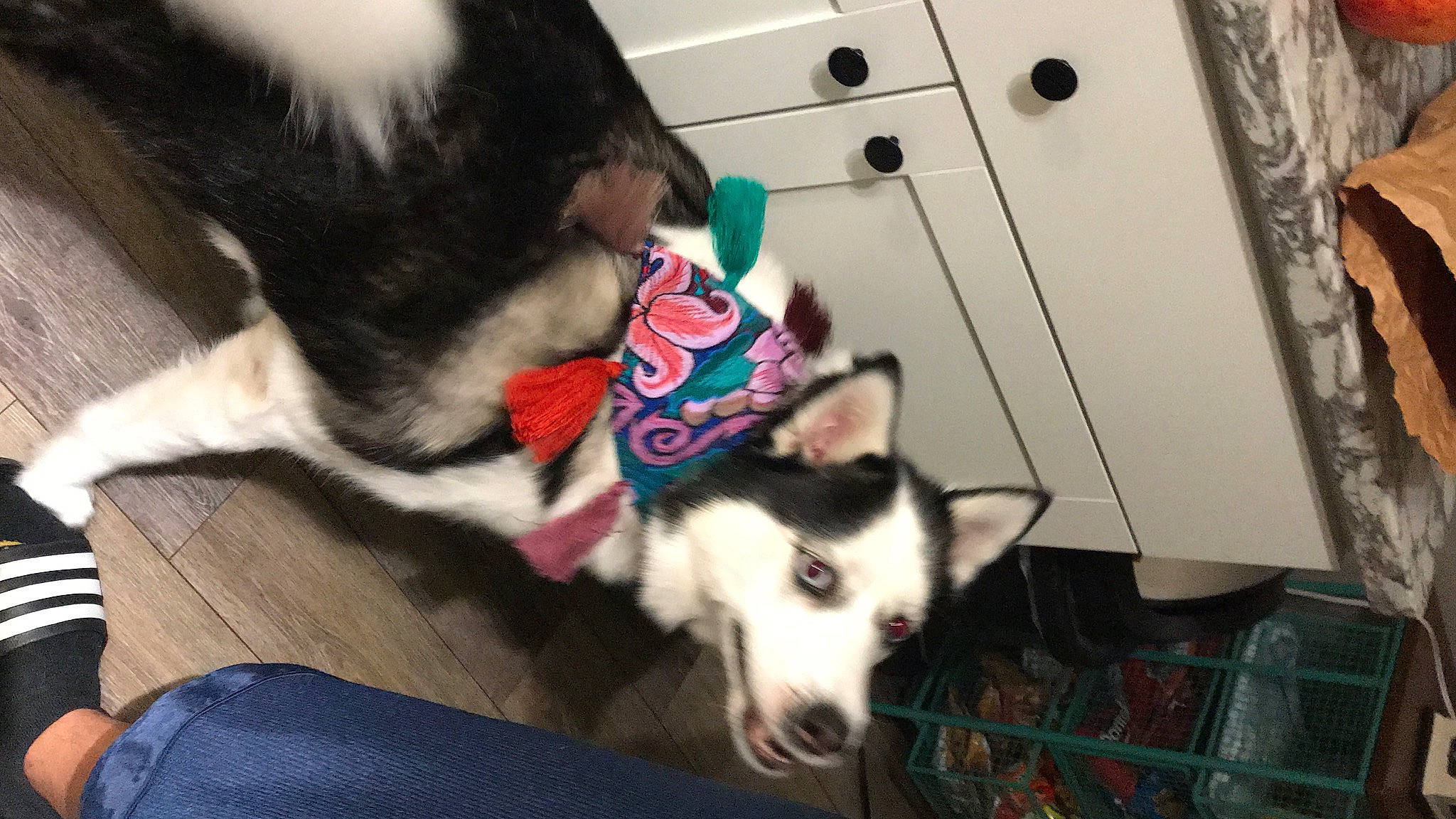 Luna Ann is registered to the contest to win money with this photo: alaskan_klee_kai, alaskan_malamute, canidae, carnivore, dog, dog_breed, mammal, miniature_siberian_husky, sakhalin_husky, seppala_siberian_sleddog, siberian_husky, sled_dog, snout, sporting_group, vertebrate, working_dog