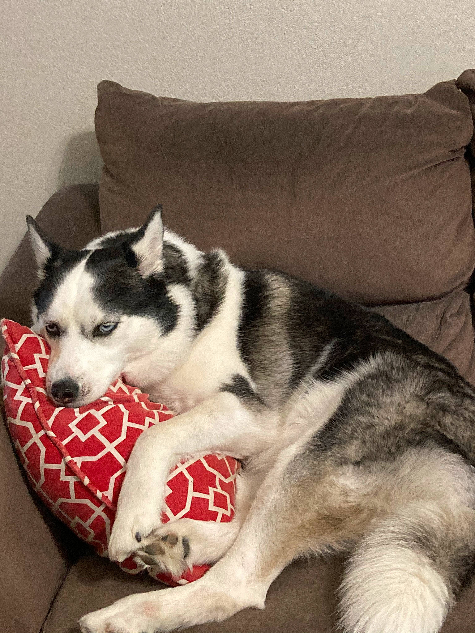 Luna Ann joined the competition — help win amazing prizes! alaskan_klee_kai, alaskan_malamute, canadian_eskimo_dog, canidae, carnivore, companion_dog, dog, dog_breed, fur, mammal, miniature_siberian_husky, northern_inuit_dog, rare_breed_dog, sakhalin_husky, seppala_siberian_sleddog, siberian_husky, sled_dog, tail, vertebrate, wolfdog