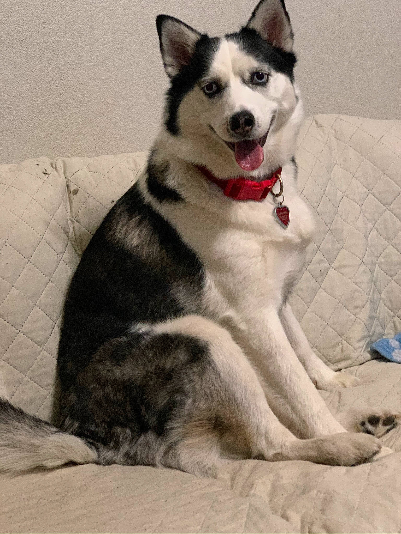 Luna Ann is registered to the contest to win money with this photo: alaskan_malamute, canadian_eskimo_dog, canidae, carnivore, dog, dog_breed, east_siberian_laika, labrador_husky, mammal, native_american_indian_dog, northern_inuit_dog, rare_breed_dog, sakhalin_husky, seppala_siberian_sleddog, siberian_husky, sled_dog, tamaskan_dog, vertebrate, west_siberian_laika, wolfdog