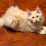 Pinky is registered to the contest to win money with this photo: animal, cat, closeup, cream_colored, curious, cute, domestic_animal, ears, feline, fluffy, fur, indoor, laying_down, paws, pet, relaxed, tail, whiskers, wooden_floor, young_cat