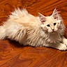 animal, cat, closeup, cream_colored, curious, cute, domestic_animal, ears, feline, fluffy, fur, indoor, laying_down, paws, pet, relaxed, tail, whiskers, wooden_floor, young_cat