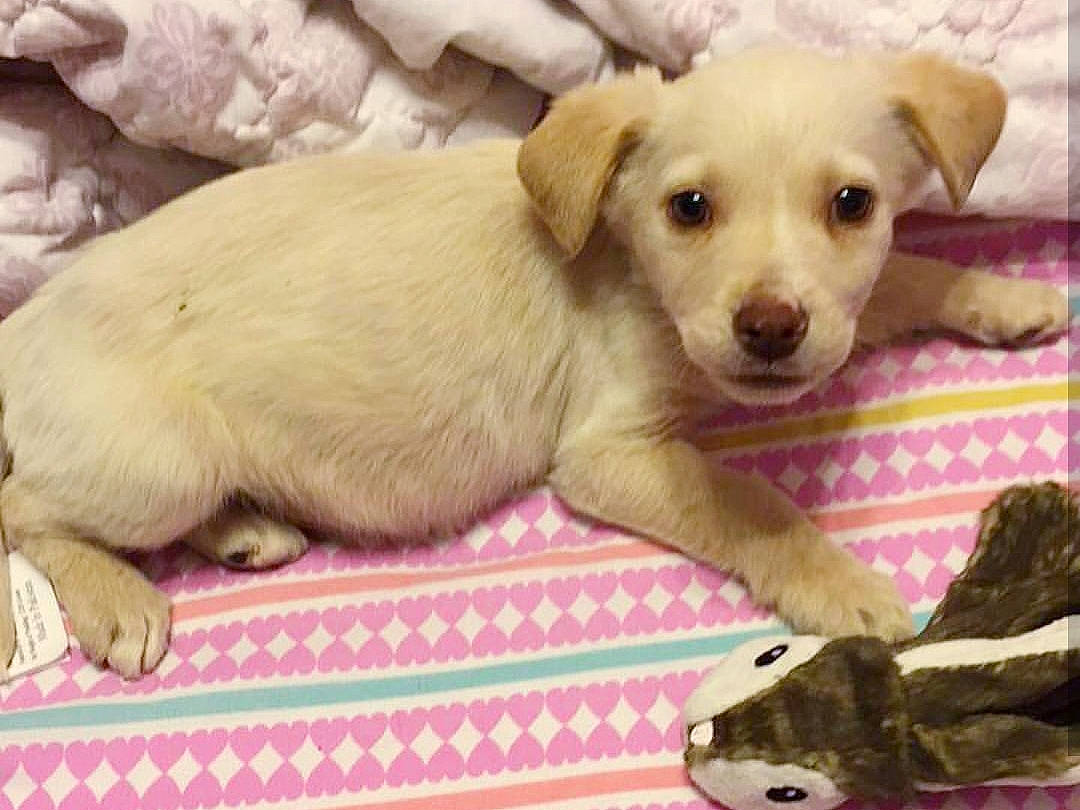 Otis  joined the competition — help win amazing prizes! aspin, canidae, carnivore, companion_dog, dog, dog_breed, fawn, labrador_retriever, mammal, person, puppy, puppy_love, rare_breed_dog, retriever, small_greek_domestic_dog, snout, sporting_group, street_dog, vertebrate