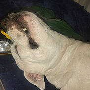 Trigger is registered to the contest to win money with this photo: dog, close_up, lying_down, mouth_open, teeth, light_fur, pet, indoor, blanket, resting, animal, canine, fur, sleeping, snout, paw, relaxed, companion, domestic_animal, cute