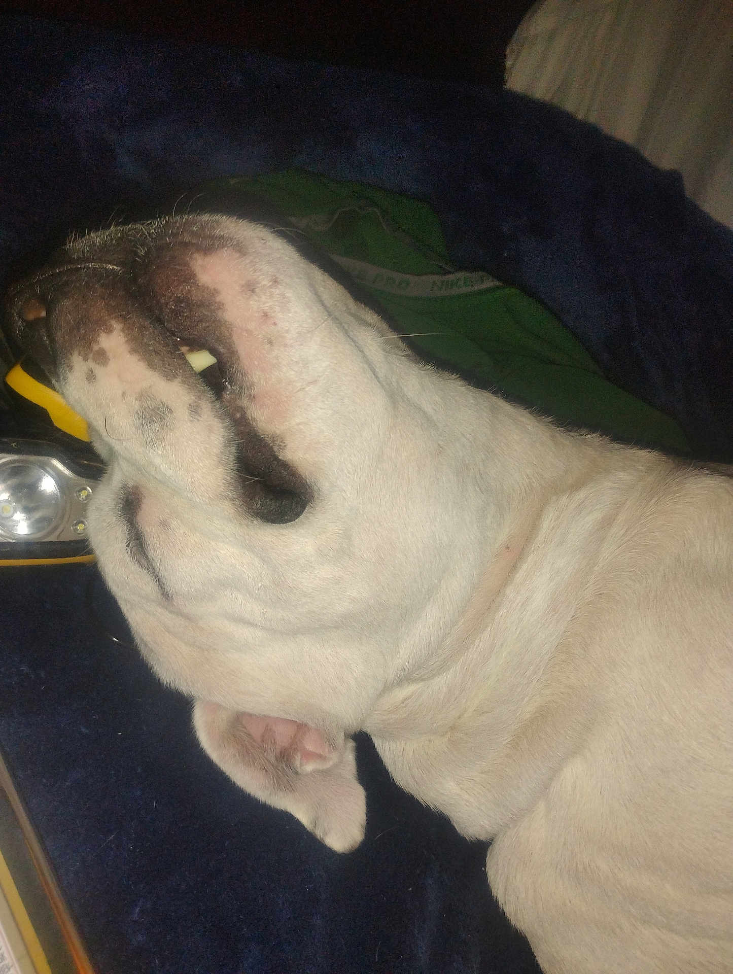 Trigger is registered to the contest to win money with this photo: dog, close_up, lying_down, mouth_open, teeth, light_fur, pet, indoor, blanket, resting, animal, canine, fur, sleeping, snout, paw, relaxed, companion, domestic_animal, cute