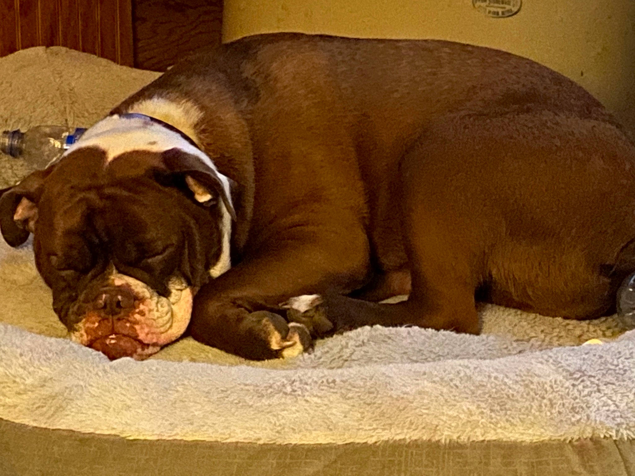 Harley joined the competition — help win amazing prizes! brown, canidae, carnivore, comfort, companion_dog, dog, dog_breed, fawn, fur, liver, non_sporting_group, paw, snout, sporting_group, terrestrial_animal, working_animal, wrinkle