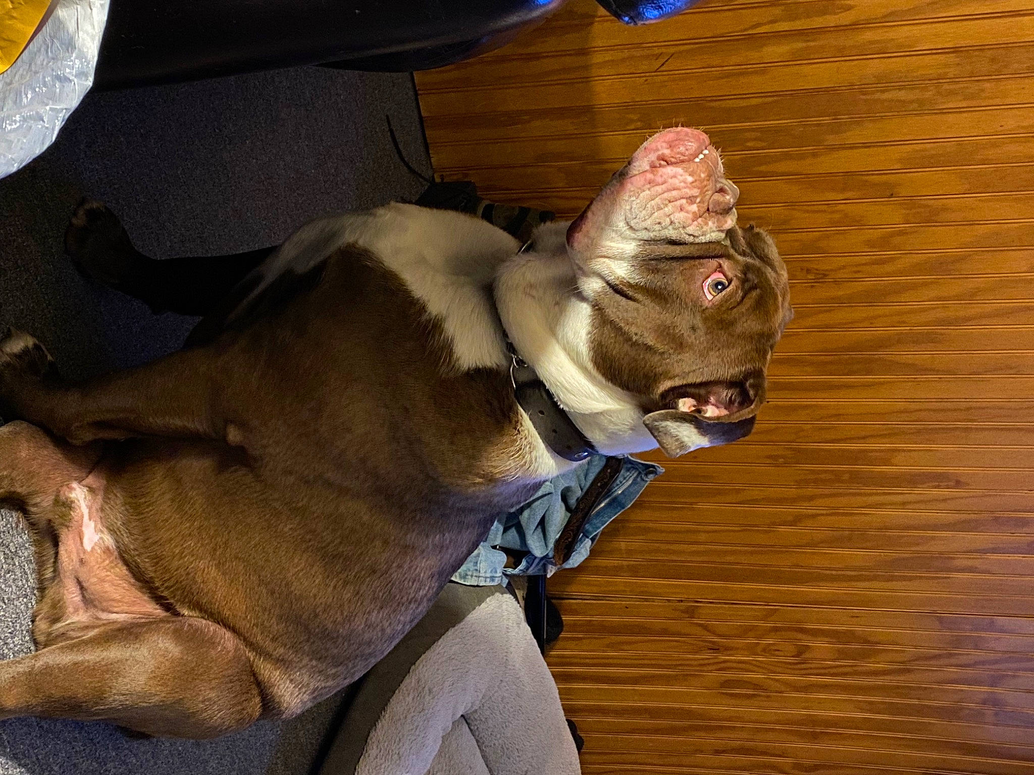 Harley is registered to the contest to win money with this photo: art, canidae, carnivore, dog_breed, ear, fawn, felidae, fictional_character, fur, jaw, personal_protective_equipment, sculpture, small_to_medium_sized_cats, snout, tail, terrestrial_animal, whiskers, wildlife, wood, wrinkle