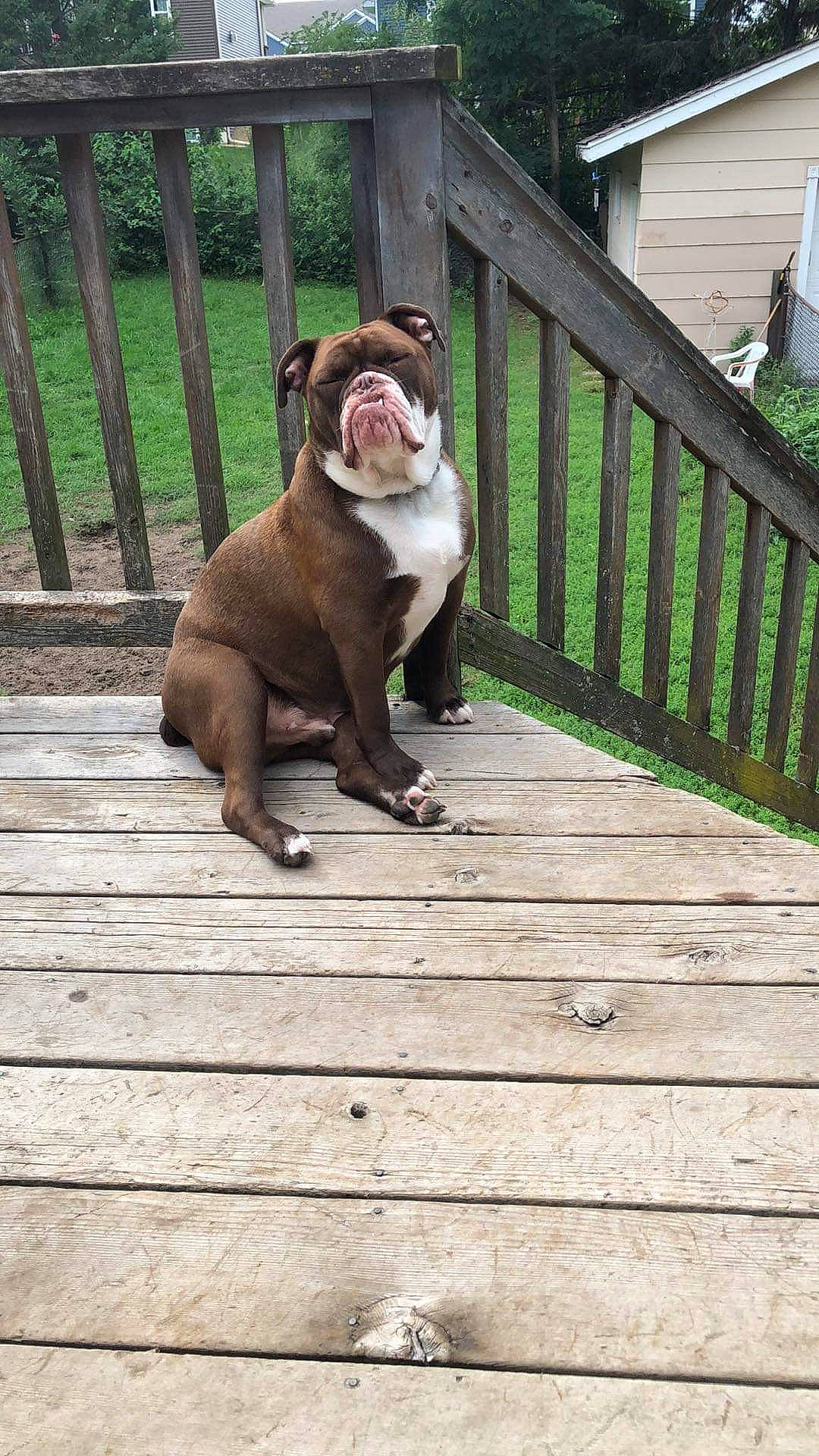 Harley joined the competition — help win amazing prizes! building, bulldog, carnivore, companion_dog, dog, dog_breed, fawn, felidae, fence, grass, hardwood, home_fencing, liver, plant, snout, tail, terrestrial_animal, toy, whiskers, wood