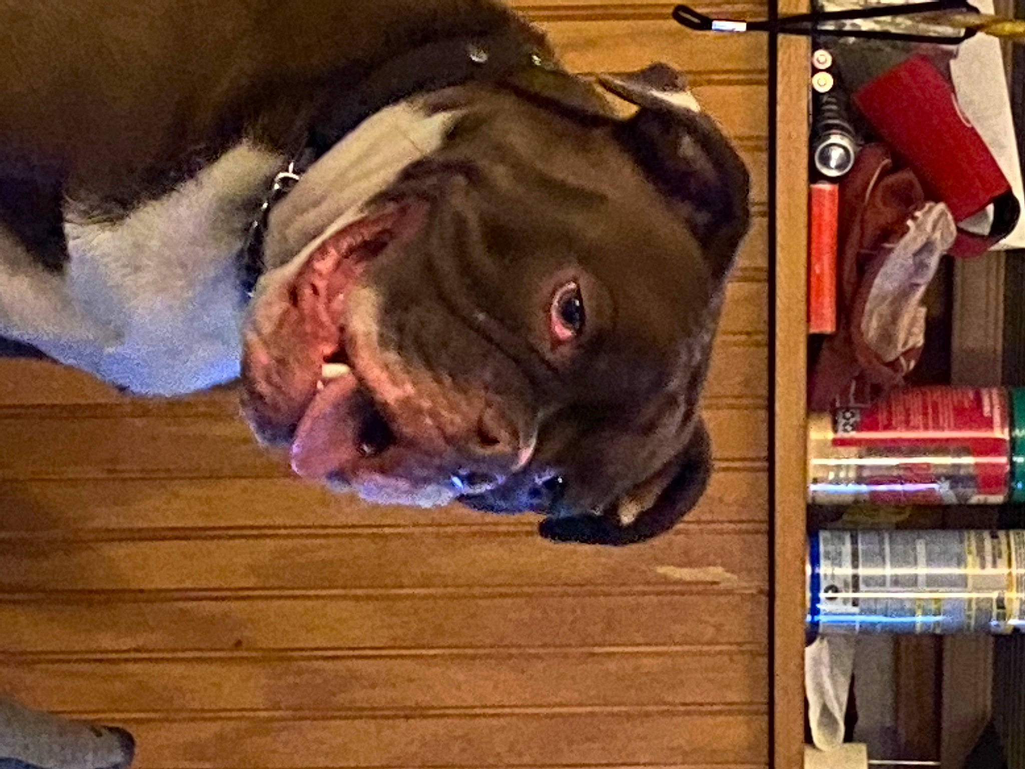 Harley is registered to the contest to win money with this photo: book, bookcase, canidae, carnivore, collar, companion_dog, dog, dog_breed, dog_collar, fawn, fur, hardwood, liver, pet_supply, shelf, snout, sporting_group, wood, working_animal, wrinkle