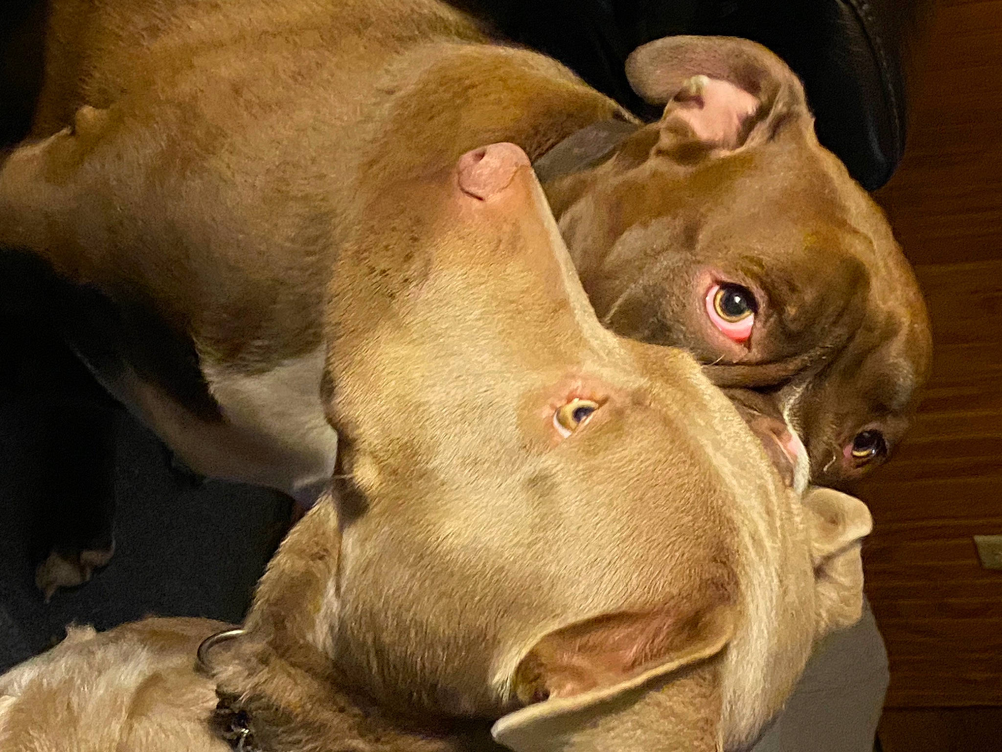 Tilly is registered to the contest to win money with this photo: art, canidae, carnivore, close_up, dog, dog_breed, ear, eye, fawn, head, jaw, liver, livestock, snout, sporting_group, terrestrial_animal, whiskers, wildlife, working_animal, wrinkle