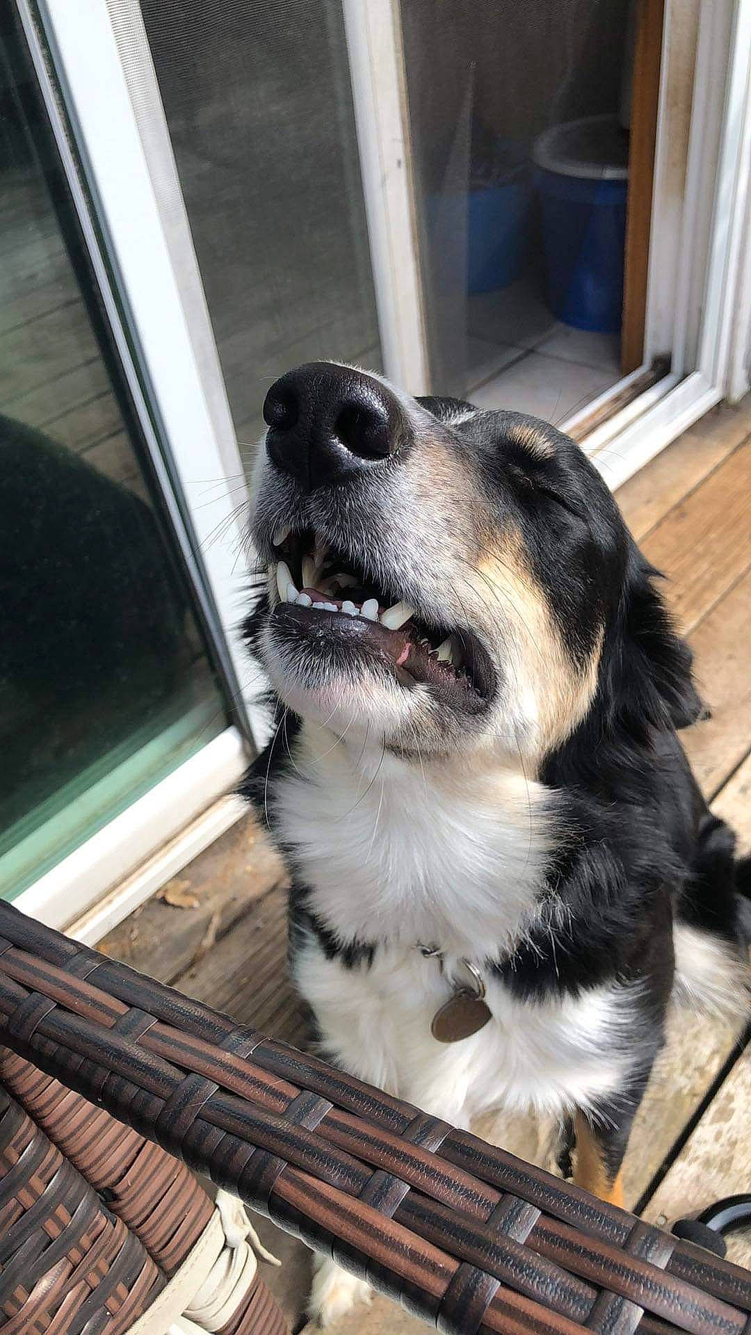 Milly joined the competition — help win amazing prizes! canidae, carnivore, collar, companion_dog, curtain, dog, dog_breed, dog_collar, door, fur, hardwood, paw, pet_supply, snout, sporting_group, terrestrial_animal, whiskers, window, wood, working_animal