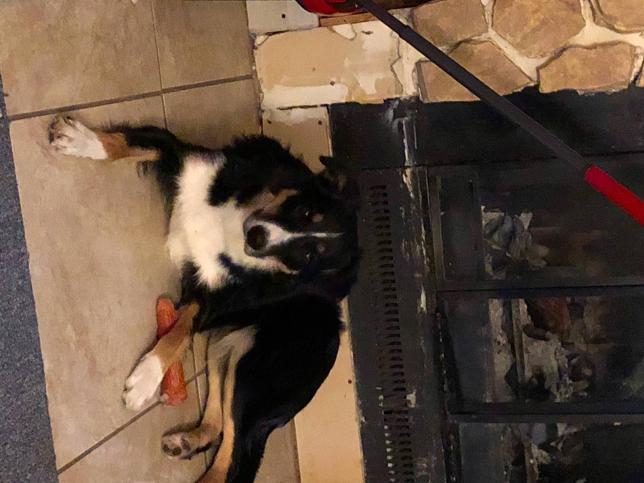 Milly joined the competition — help win amazing prizes! animal_shelter, canidae, carnivore, companion_dog, dog, dog_breed, dog_supply, domestic_short_haired_cat, felidae, fur, gas, pet_supply, small_to_medium_sized_cats, snout, sporting_group, street_dog, tail, whiskers, wood, working_animal