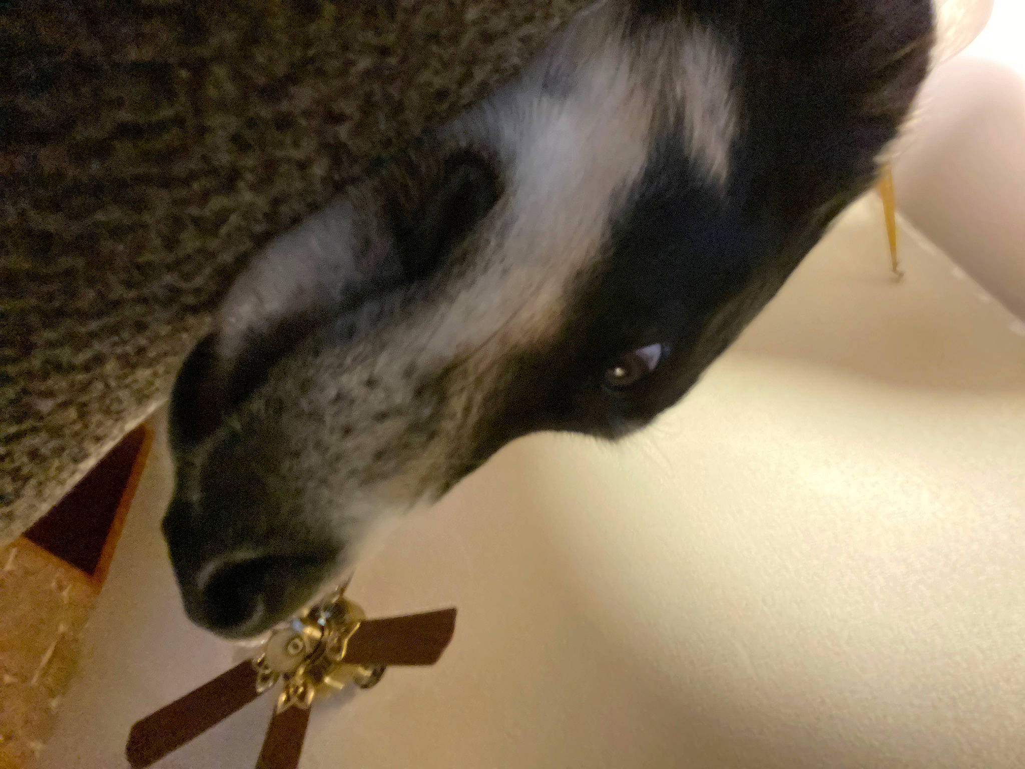 Milly is registered to the contest to win money with this photo: anteater, artifact, canidae, carnivore, claw, dog_breed, eyelash, felidae, flightless_bird, fur, marine_mammal, nail, snout, tail, terrestrial_animal, whiskers, wood