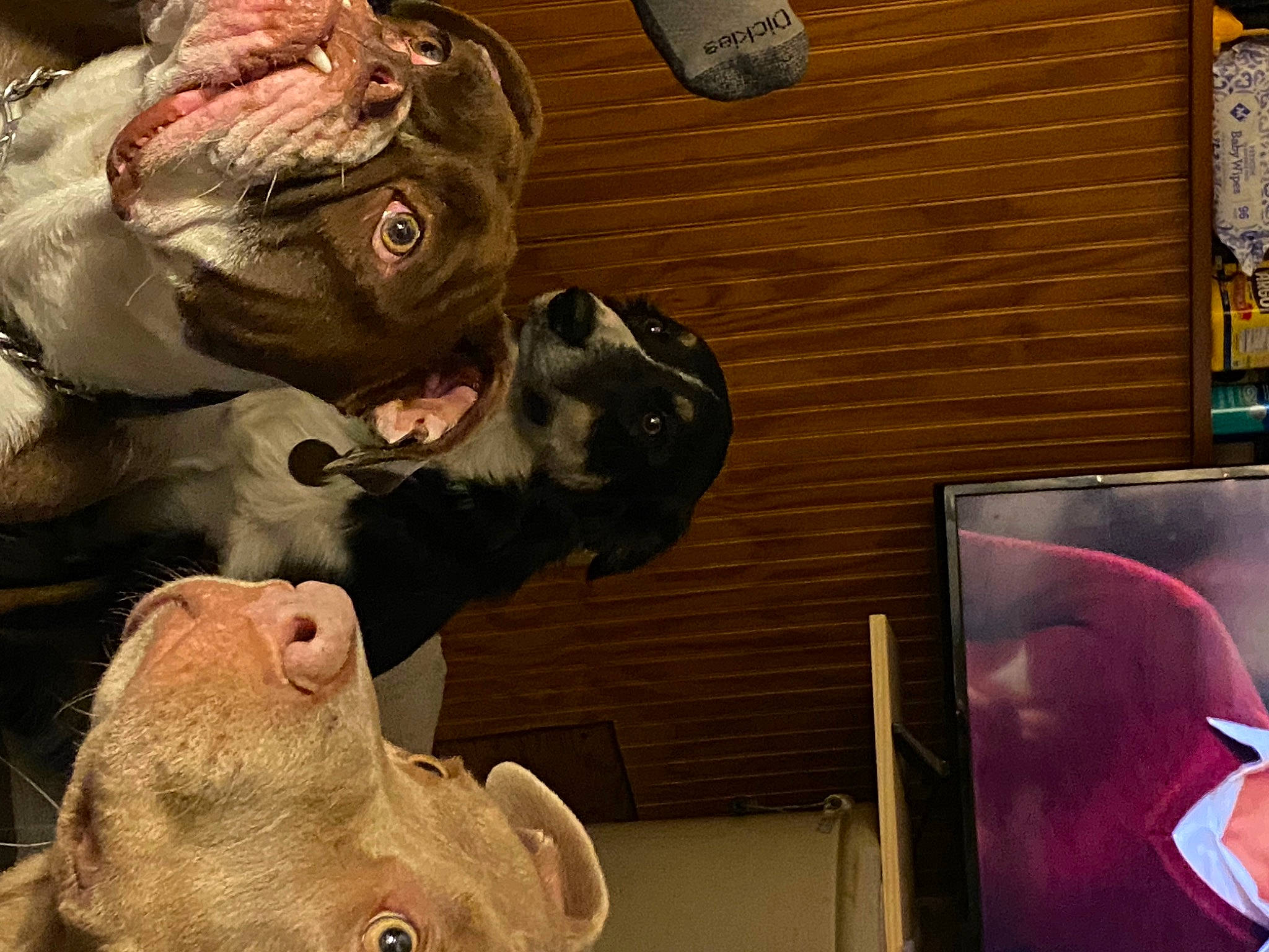 Milly joined the competition — help win amazing prizes! art, artifact, fawn, fictional_character, flesh, fun, fur, jaw, mammal, metal, mouth, natural_material, organism, photograph, sculpture, snapshot, snout, terrestrial_animal, vertebrate, wrinkle