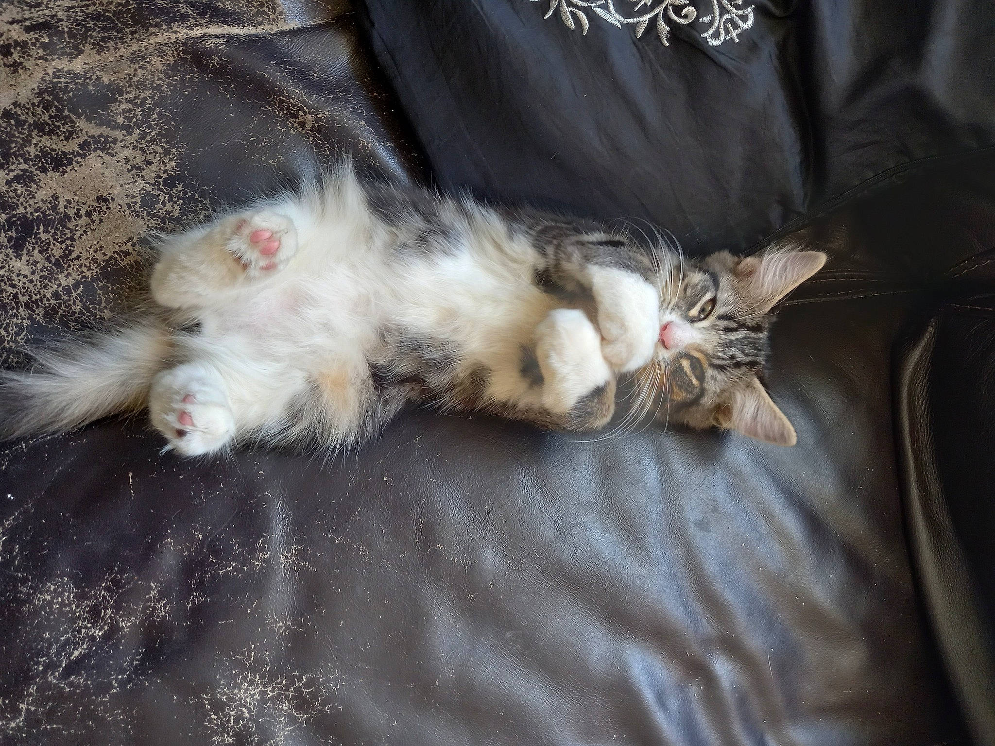 Mini joined the competition — help win amazing prizes! carnivore, cat, claw, comfort, domestic_short_haired_cat, fawn, felidae, fur, grey, linens, nap, paw, sleeve, small_to_medium_sized_cats, tail, whiskers