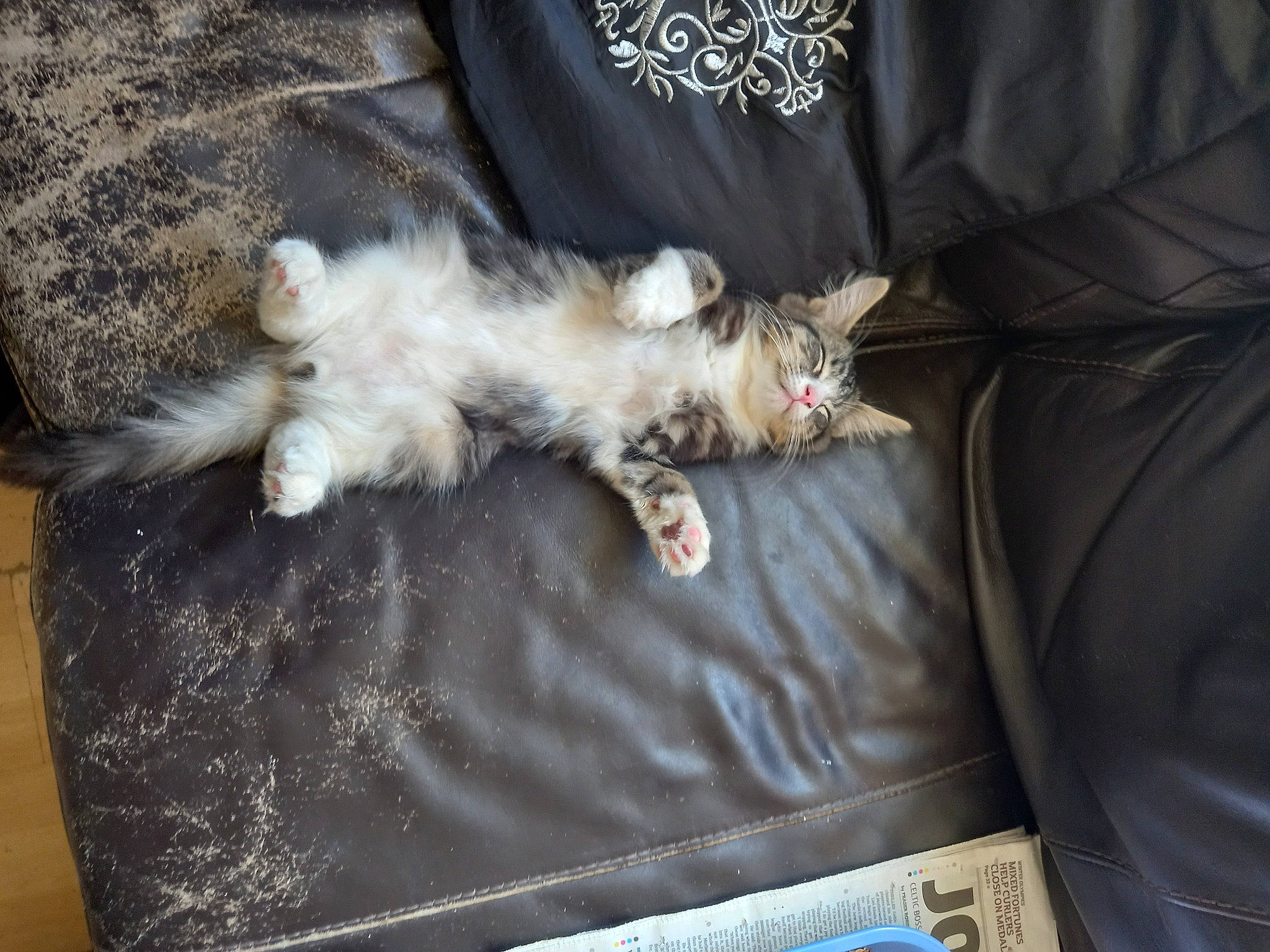 Mini joined the competition — help win amazing prizes! canidae, carnivore, cat, claw, comfort, companion_dog, dog_breed, domestic_short_haired_cat, fawn, felidae, fur, grey, linens, paw, sleeve, small_to_medium_sized_cats, sporting_group, tail, vehicle, whiskers