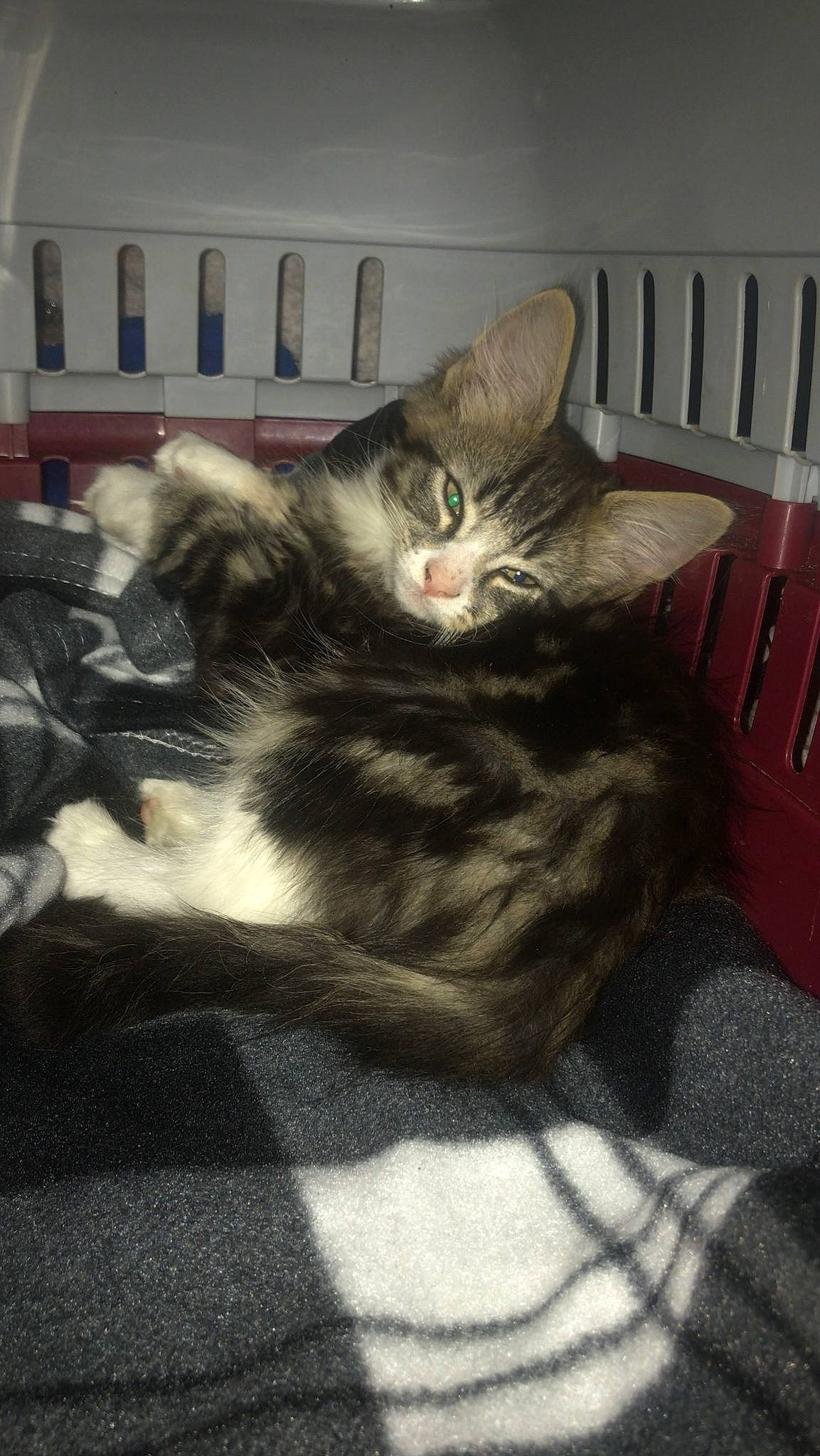 Mini is registered to the contest to win money with this photo: carnivore, cat, claw, comfort, domestic_short_haired_cat, felidae, fur, grey, lap, nap, paw, sitting, small_to_medium_sized_cats, snout, tail, whiskers, wood