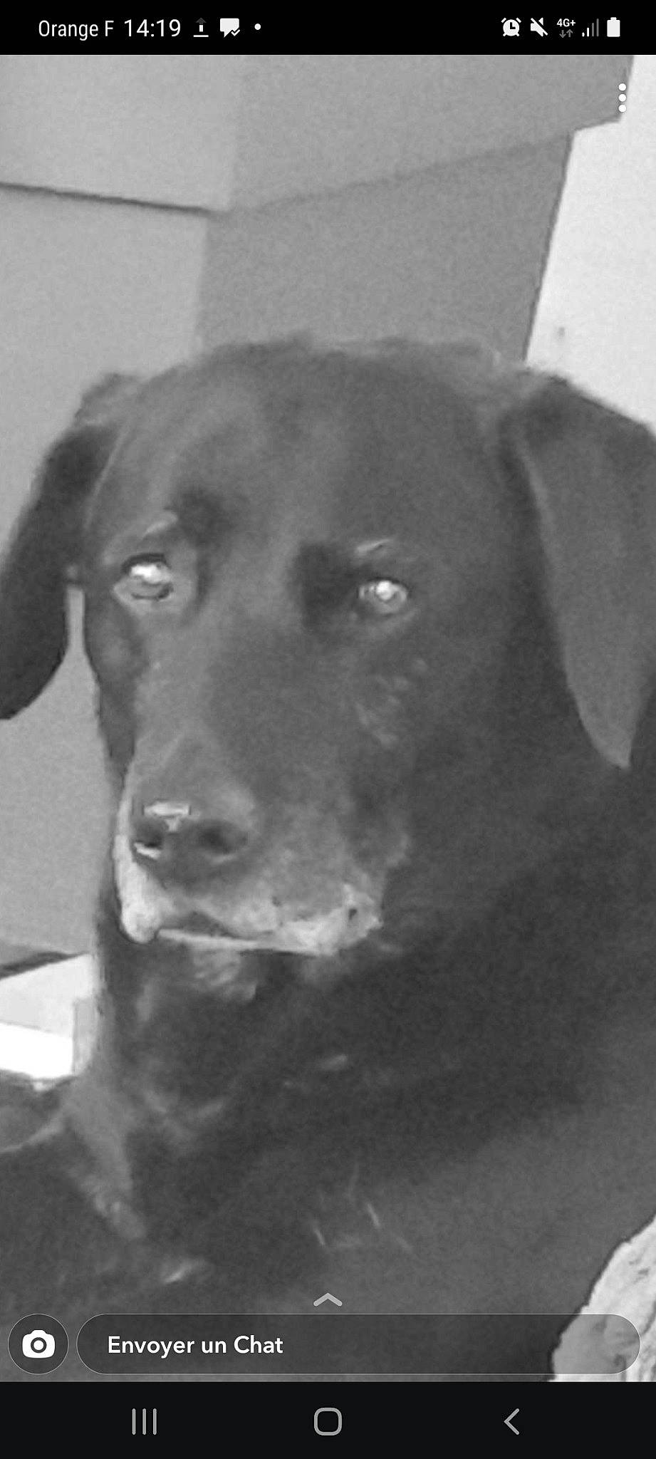 Lizy participe au concours pour gagner de l&#x27;argent avec cette photo : borador, canidae, carnivore, collar, companion_dog, dog, dog_breed, dog_collar, fur, labrador_retriever, liver, monochrome, monochrome_photography, pointing_breed, retriever, snout, sporting_group, terrestrial_animal, whiskers, working_animal