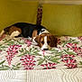 beagle, dog, bed, pillow, floral_pattern, indoor, resting, pet, animal, canine, cute, cozy, brown, white, black, lying_down, home, comfort, relaxed, portrait