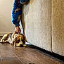 dog, beagle, person, petting, couch, floor, wooden_floor, indoor, fleece, blue_clothing, collar, relaxing, resting, brown, white, calm, hand, home, casual, cozy