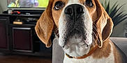 Waylon is registered to the contest to win money with this photo: dog, beagle, pet, indoor, couch, television, shrek, animation, living_room, wood_floor, furniture, brown_and_white, close_up, curious, collar, home, watching, expression, cute, animal