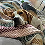 dog, beagle, blanket, indoor, relaxed, sleepy, patterned_blanket, furniture, flooring, cozy, pet, animal, resting, canine, home, comfort, laying, ears, cute, snout