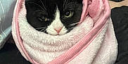 Cosmo joined the competition — help win amazing prizes! cat, black_and_white, blanket, wrapped, cozy, indoor, pet, fur, cute, animal, resting, pink, soft, snug, face, whiskers, ears, relaxed, domestic, comfort
