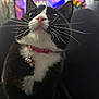 Cosmo is registered to the contest to win money with this photo: cat, tuxedo_cat, pet, whiskers, pink_collar, indoor, close_up, curious, animal, feline, lap, black_and_white, domestic_cat, fur, cute, eyes, nose, sitting, collar_tag, background_blur