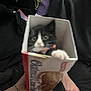 Cosmo is registered to the contest to win money with this photo: kitten, cat, box, hand, black_and_white, cookie_box, indoor, person, tattoo, bracelet, furniture, clothing, bed, purple_basket, black_jacket, white_bedspread, soft_focus, pet, cute, animal