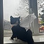 cat, black_and_white_cat, windowsill, window, rain, tissue, paper_towel, cape, indoor, pet, animal, feline, looking_away, curious, wet_window, house, daylight, domestic, cute, quiet