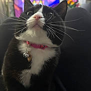 Cosmo is registered to the contest to win money with this photo: cat, tuxedo_cat, pet, whiskers, pink_collar, indoor, close_up, curious, animal, feline, lap, black_and_white, domestic_cat, fur, cute, eyes, nose, sitting, collar_tag, background_blur