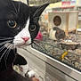 cat, tuxedo_cat, whiskers, close_up, yellow_eyes, glass, cage, rodent, pet_store, curious, animal, indoor, feline, pink_nose, black_and_white, blurred_background, small_animal, focus, window, reflection