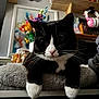 cat, tuxedo_cat, pet, indoor, blanket, furniture, flowers, decor, shelf, headphones, black_and_white, whiskers, cute, relaxed, close_up, animal, soft, pink_nose, portrait, cozy