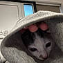 cat, face, hand, hoodie, gray, indoor, cozy, pet, feline, closeup, soft, comfort, cute, animal, snug, portrait, curious, domestic, wearing, sleeve