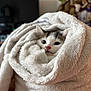 kitten, cat, towel, white, cozy, cute, pet, animal, fur, indoor, soft, snug, rolled, comfort, small, face, pink_nose, ears, domestic, resting