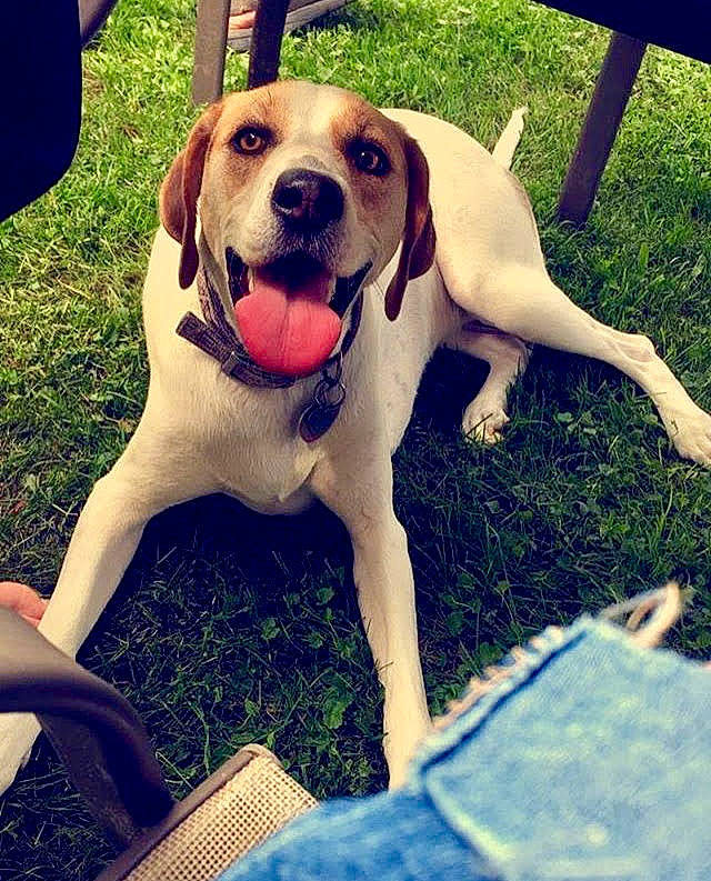 Remi is registered to the contest to win money with this photo: beauty, carnivore, chair, collar, companion_dog, cool, dog, dog_breed, dog_collar, dog_supply, fawn, grass, happy, light, metal, plant, puppy_love, smile, summer, working_animal