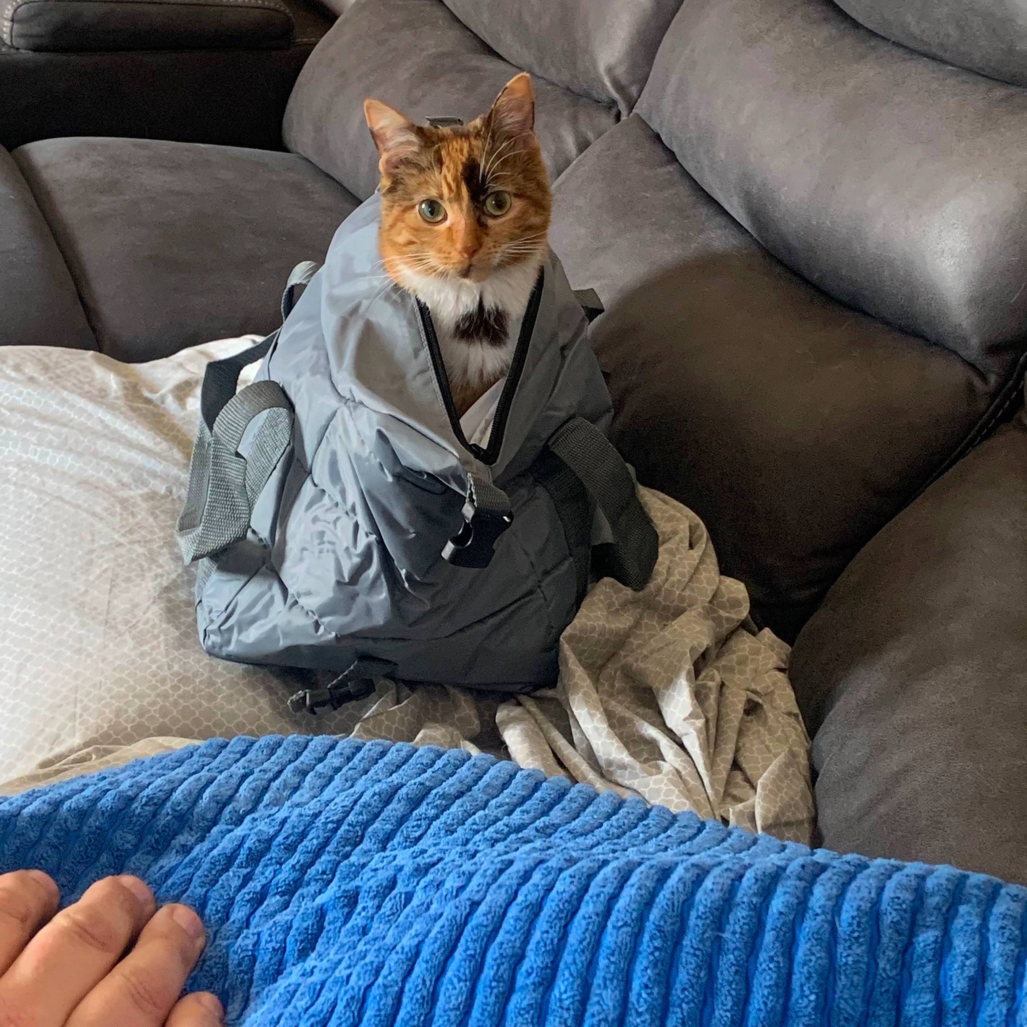 Sassy is registered to the contest to win money with this photo: bag, bedding, carnivore, cat, comfort, couch, domestic_short_haired_cat, electric_blue, fawn, felidae, furniture, grey, human_leg, linens, luggage_and_bags, sitting, small_to_medium_sized_cats, tail, textile, whiskers