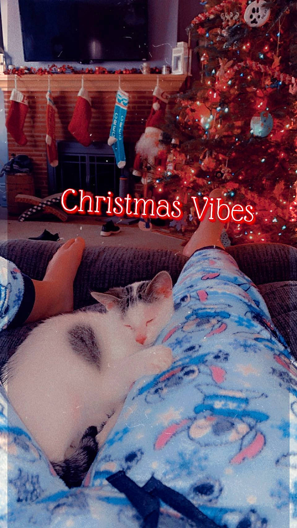 Sammy is registered to the contest to win money with this photo: beauty, bedding, blue, christmas, christmas_decoration, christmas_ornament, christmas_tree, comfort, event, felidae, font, holiday, holiday_ornament, linens, ornament, pattern, product, room, small_to_medium_sized_cats, textile