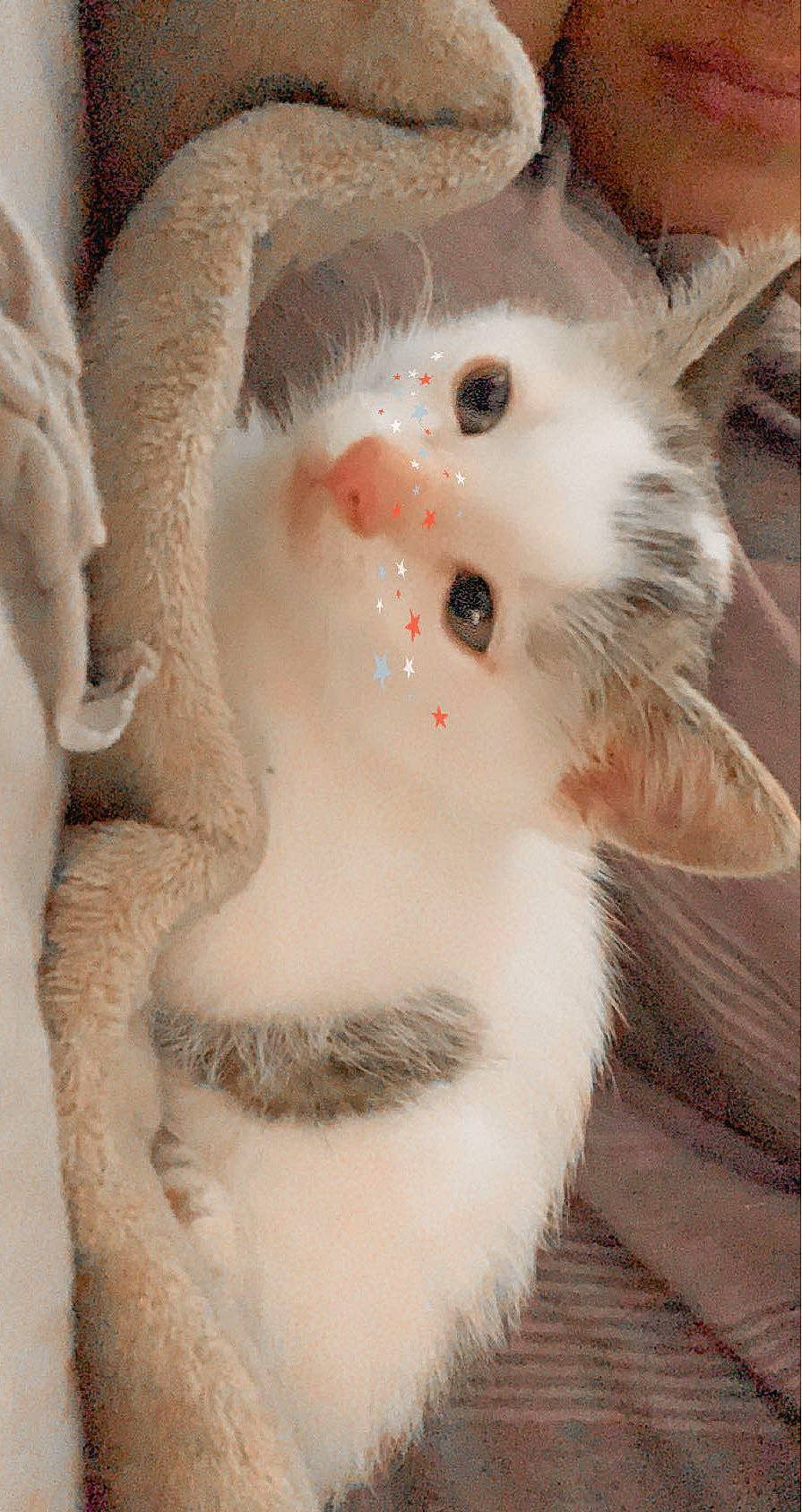 Sammy is registered to the contest to win money with this photo: carnivore, cat, claw, domestic_short_haired_cat, ear, eye, fawn, felidae, fur, head, paw, small_to_medium_sized_cats, snout, tail, whiskers