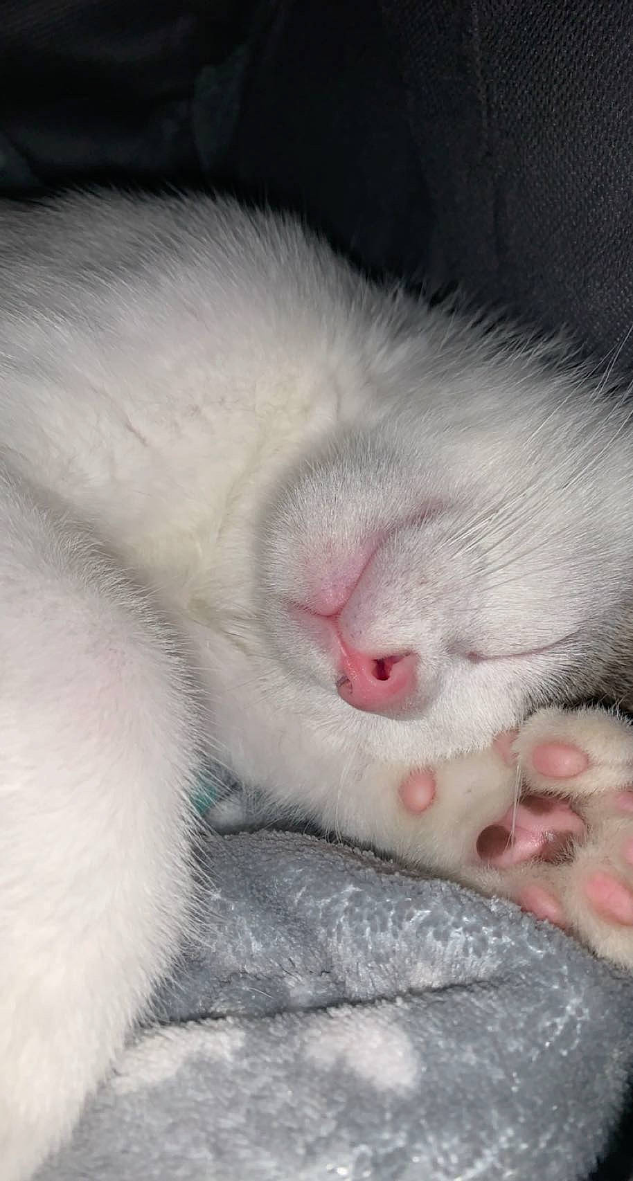 Sammy joined the competition — help win amazing prizes! carnivore, cat, claw, comfort, domestic_short_haired_cat, felidae, foot, fur, nap, paw, sleep, small_to_medium_sized_cats, snout, tail, terrestrial_animal, whiskers