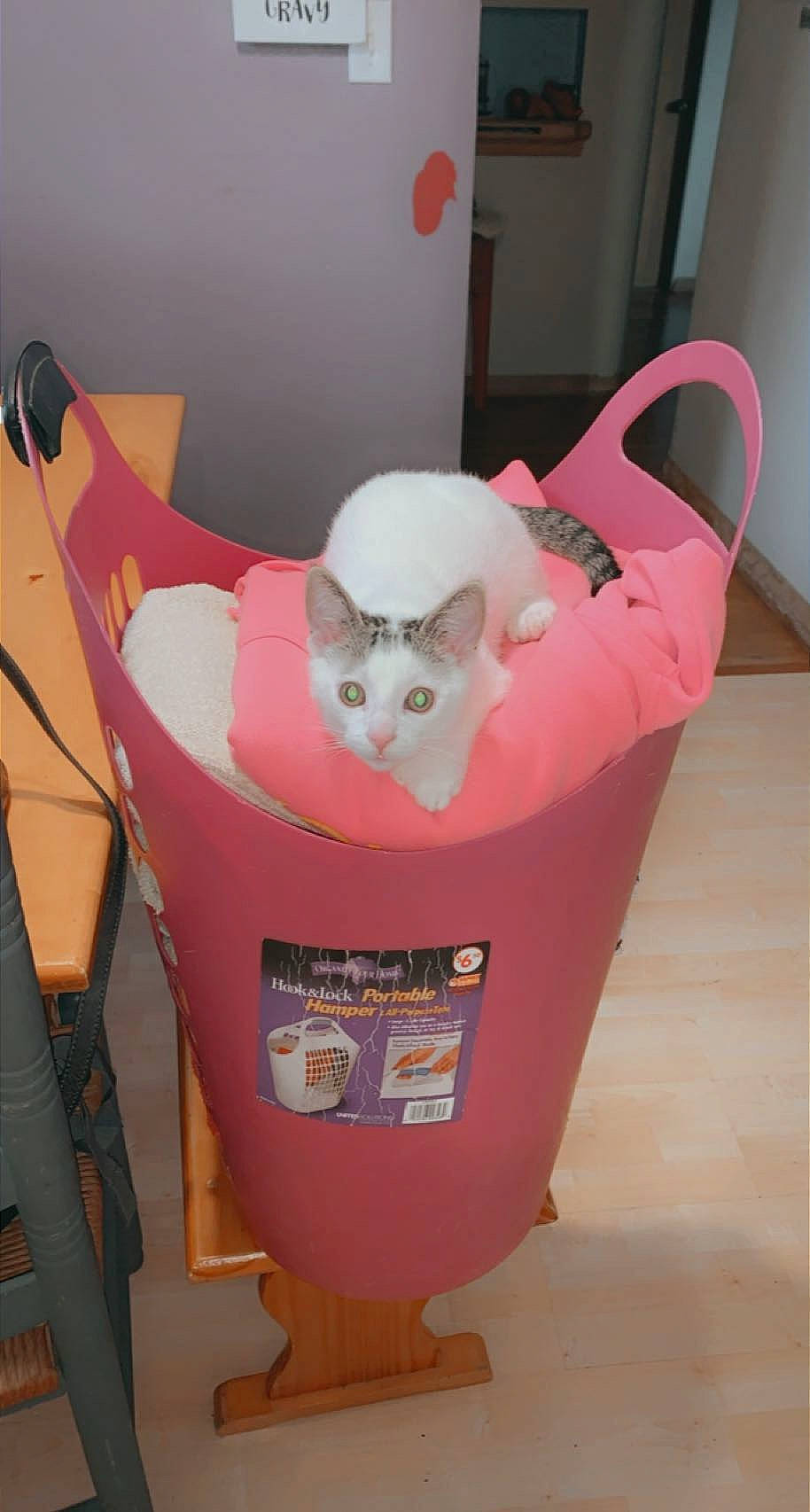 Sammy is registered to the contest to win money with this photo: carnivore, cat, cat_supply, companion_dog, fashion_accessory, felidae, flooring, fur, magenta, pet_supply, pink, plastic, small_to_medium_sized_cats