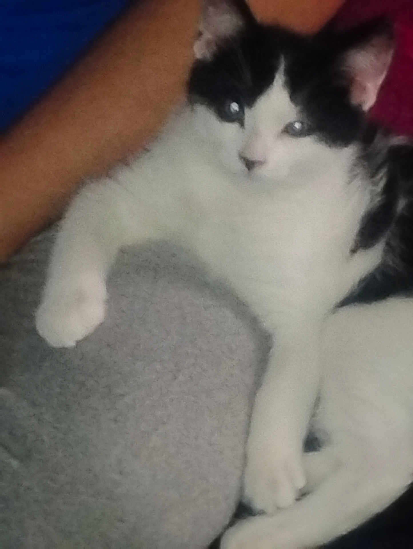 Loni is registered to the contest to win money with this photo: cat, black_and_white, feline, pet, animal, relaxed, lying_down, cozy, soft_texture, close_up, whiskers, paw, indoor, resting, cute, fur, domestic_animal, sleepy, companionship, comfort