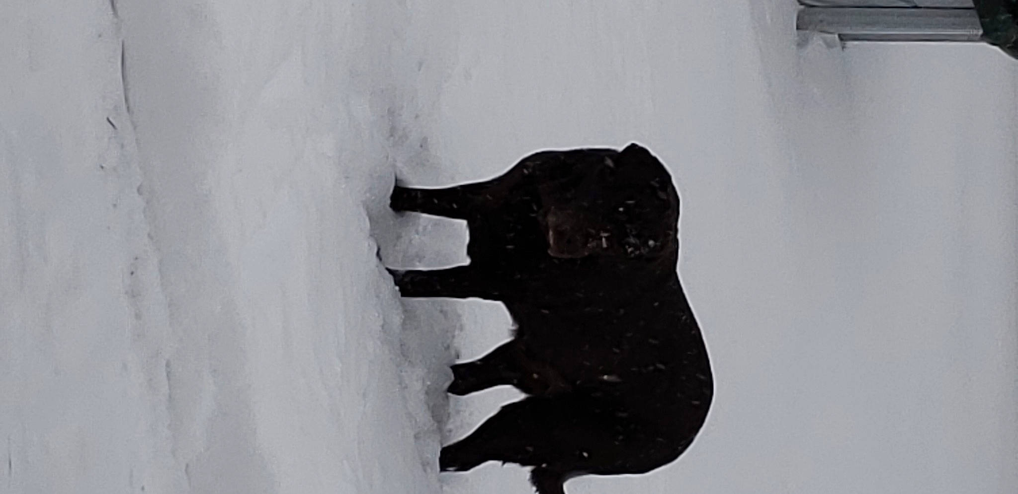 Mollie Brooklyn And Forest is registered to the contest to win money with this photo: art, black_cat, canidae, dog_breed, freezing, fur, guard_dog, metal, monochrome, monochrome_photography, sculpture, snout, snow, sporting_group, tail, tree, visual_arts, water, winter, wood