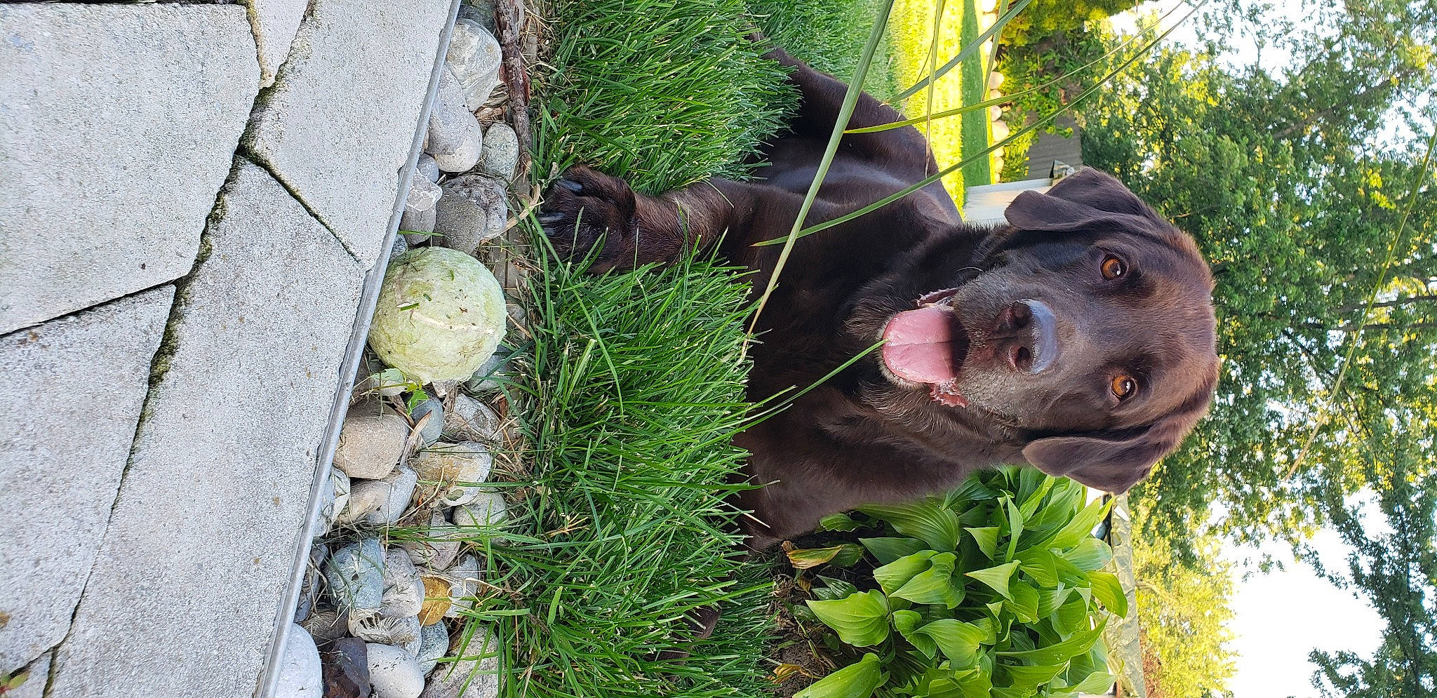 Forest is registered to the contest to win money with this photo: borador, carnivore, companion_dog, dog, dog_breed, fur, grass, groundcover, guard_dog, gun_dog, liver, plant, pointing_breed, retriever, snout, sporting_group, tail, terrestrial_animal, tree, working_animal