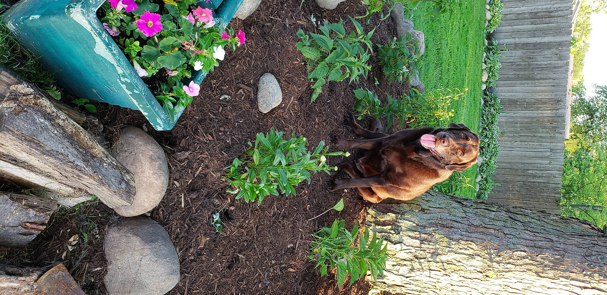 Forest is registered to the contest to win money with this photo: annual_plant, carnivore, companion_dog, dog, dog_breed, fawn, flower, flowering_plant, garden, grass, green, groundcover, landscape, leaf, plant, shrub, snout, soil, tail, terrestrial_animal