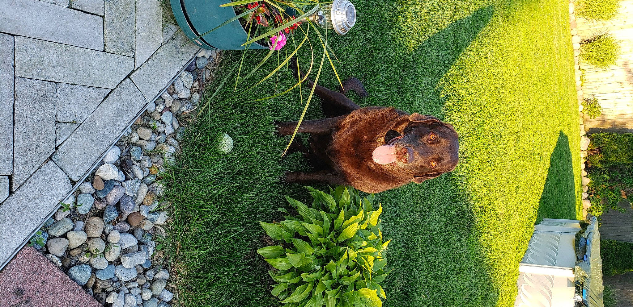 Forest is registered to the contest to win money with this photo: annual_plant, circle, conifer, environmental_art, evergreen, garden, grass, grass_family, green, groundcover, herb, landscape, lawn, lawn_ornament, leaf, plant, road_surface, shrub, terrestrial_plant, toy