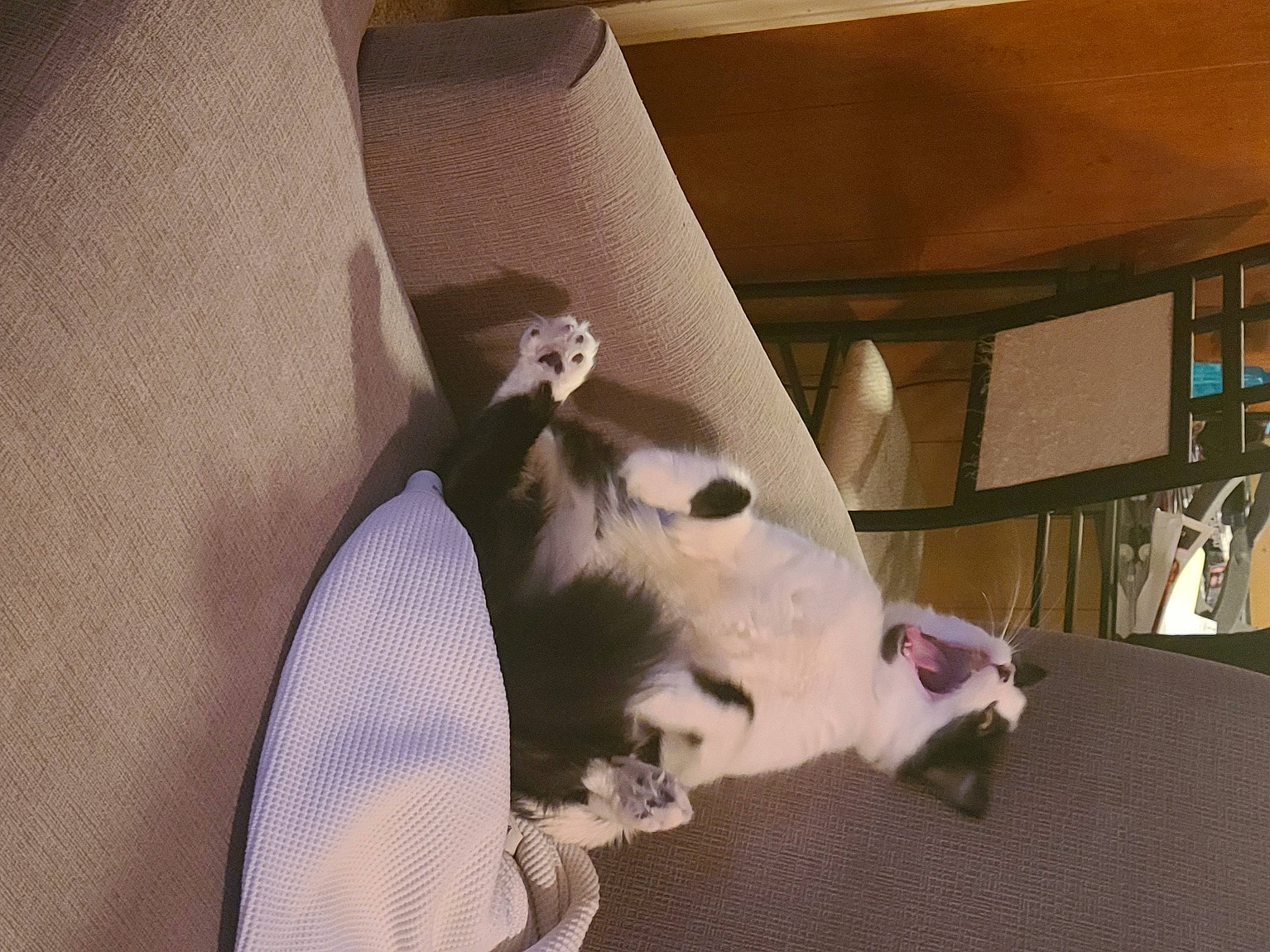 Stormy And Sky joined the competition — help win amazing prizes! canidae, carnivore, cat, comfort, companion_dog, couch, dog, dog_breed, fawn, felidae, fur, hardwood, linens, pet_supply, small_to_medium_sized_cats, snout, sporting_group, tail, whiskers, working_animal